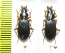 Carabidae sp.  Indonesia, Papua - INSECTS-STORE.RU
