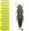 Agrilus cyaneoniger  Russia, Far East - INSECTS-STORE.RU