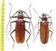 Macrotoma sp., pair  Cameroon - INSECTS-STORE.RU