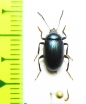 Tenebrionidae sp.  Indonesia, Papua - INSECTS-STORE.RU