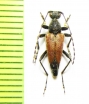 Brachyleptura champlaini  USA - INSECTS-STORE.RU