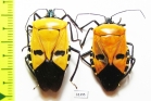 Hemiptera sp.  Malaysia, Borneo - INSECTS-STORE.RU