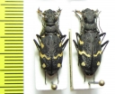 Cicindela sylvatica, pair  Russia, Siberia - INSECTS-STORE.RU