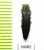 Agrilus cyaneoniger  Russia, Far East - INSECTS-STORE.RU