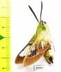 Hemaris fuciformis  Kazakhstan - INSECTS-STORE.RU