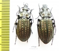 Carabus (Limnocarabus) clathratus, pair  Kazakhstan - INSECTS-STORE.RU