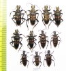 Rhagium mordax, R.inquisitor  Russia, Tver reg. - INSECTS-STORE.RU