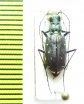 Cicindela punctulata  USA - INSECTS-STORE.RU