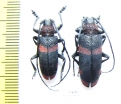 Ceroplesis hottentotta, pair  South Africa Rep. - INSECTS-STORE.RU