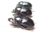 Copris susannae, pair  Ecuador - INSECTS-STORE.RU