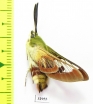 Hemaris fuciformis  Kazakhstan - INSECTS-STORE.RU