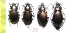 Carabus (Eucarabus) billbergi, pair  Russia, Far East - INSECTS-STORE.RU
