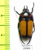 Dicheros bicornis biplagiatus  Indonesia, Alor isl. - INSECTS-STORE.RU