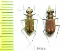Calomera fischeri ssp., pair  Iran, Sistan prov. - INSECTS-STORE.RU