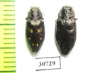 Phaenops fulvoguttata  USA - INSECTS-STORE.RU