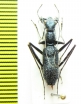 Pogonostoma rugosoglabrum  Madagascar - INSECTS-STORE.RU