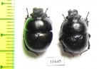 Lethrus microbuccis  Uzbekistan - INSECTS-STORE.RU