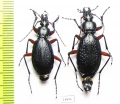 Carabus (Tribax) kasbekianus kasbekianus, pair  Russia, N.Ossetia reg. - INSECTS-STORE.RU