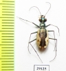 Cicindela californica mojavi  USA - INSECTS-STORE.RU