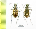 Cephalota zarudniana, pair  Iran, Sistan prov. - INSECTS-STORE.RU