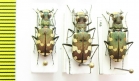 Cicindela transbaicalica  Russia, Far East - INSECTS-STORE.RU