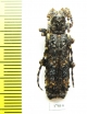 Cerambycidae sp.  South Africa Rep. - INSECTS-STORE.RU