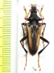 Mastododera lateralis  Madagascar - INSECTS-STORE.RU