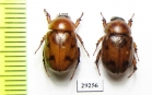 Cyclocephala diluta, pair  French Guiana - INSECTS-STORE.RU