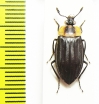 Silphidae sp. Bolivia - INSECTS-STORE.RU