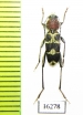 Xylotrechus sp.  Laos - INSECTS-STORE.RU