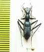 Pogonostoma rugosoglabrum  Madagascar - INSECTS-STORE.RU