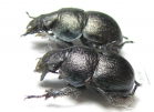 Lethrus mikitovae, pair  Tajikistan - INSECTS-STORE.RU