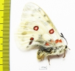 Parnassius actius democratus  Russia, Ural reg. - INSECTS-STORE.RU