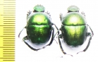 Garreta wahlbergi, pair  South Africa Rep. - INSECTS-STORE.RU