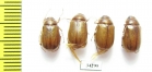 Melolonthinae sp.  Ethiopia - INSECTS-STORE.RU