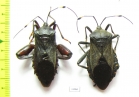 Hemiptera sp., pair  Peru - INSECTS-STORE.RU