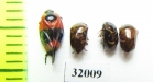 Homoptera sp.  Peru - INSECTS-STORE.RU