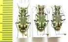 Cicindela transbaicalica  Russia, Far East - INSECTS-STORE.RU