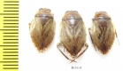 Hemiptera sp.  Thailand - INSECTS-STORE.RU