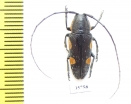 Cerambycidae sp.  Zambia - INSECTS-STORE.RU