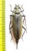Aegosoma sp.  Malaysia, Borneo - INSECTS-STORE.RU