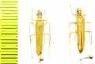 Oedemeridae sp.  Malaysia - INSECTS-STORE.RU
