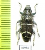 Tmesisternus trivittatus  Indonesia, Wokam isl. - INSECTS-STORE.RU