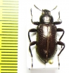 Tenebrionidae sp.  Myanmar - INSECTS-STORE.RU