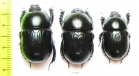 Geotrupes stercorarius, pair  Russia, Tver reg. - INSECTS-STORE.RU