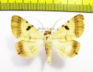 Noctuidae sp.  Namibia - INSECTS-STORE.RU
