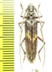 Eurystea lacodairei  Brasilia - INSECTS-STORE.RU