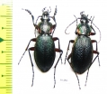 Carabus (Morphocarabus) hummeli tristiculus, pair  Russia, Far East - INSECTS-STORE.RU