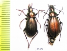 Carabus (Microplectes) riedeli, pair  Russia, N.Ossetia reg. - INSECTS-STORE.RU