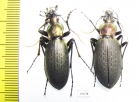 Carabus (Coptolabrus) jankowskii fusanus, pair  S.Korea - INSECTS-STORE.RU